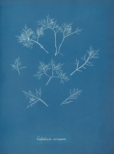 角膜霜、約。 1853年 作： Anna Atkins