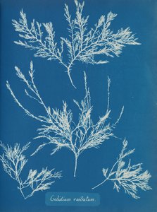 Gelidium rostratum、約。 1853年 作： Anna Atkins