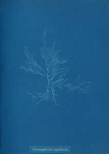 Gloisiphonia capillaris、ca。 1853年。 作： Anna Atkins