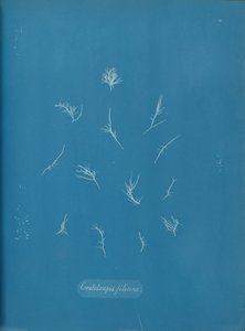グラテロウピア フィリチーナ、カリフォルニア州。 1853年。 作： Anna Atkins