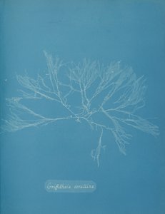 グリフィシア・コラリナ、約。 1853年。 作： Anna Atkins