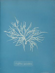 Griffithsia equisetifolia、カリフォルニア州。 1853年。 作： Anna Atkins