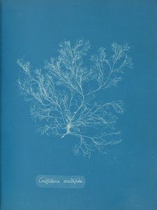 Griffithsia multifida、カリフォルニア州。 1853年。 作： Anna Atkins