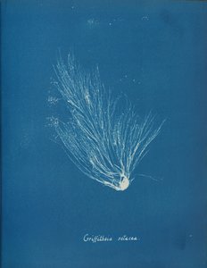 Griffithsia setacea、カリフォルニア州。 1853年。 作： Anna Atkins