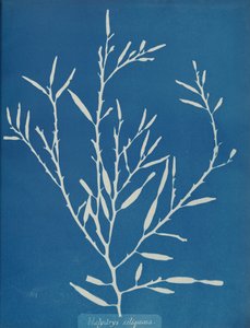 Halydrys siliquosa、カリフォルニア州。 1853年 作： Anna Atkins