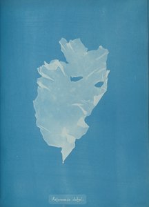 カリメニア・ドゥビー、カリフォルニア州。 1853年。 作： Anna Atkins