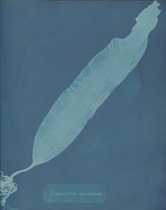 Laminaria saccharina、カリフォルニア州。 1853年。