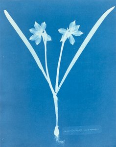 Leucojam Varium by Anna Atkins 作： Anna Atkins