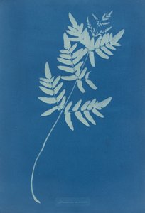 オスムンダ・リガリス（オーストラリア 作： Anna Atkins