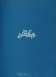 Padina deusta、カリフォルニア州。 1853年。 作： Anna Atkins