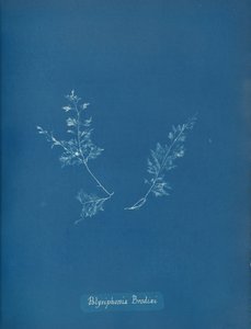ブロディのポリシフォニア、ca。 1853年 作： Anna Atkins