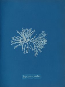 ポリシフォニア・クリスタータ、カリフォルニア州。 1853年。 作： Anna Atkins