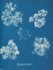 Polysiphonia fastigiata、約。 1853年。 作： Anna Atkins