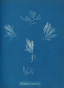 Polysiphonia fruticulosa、カリフォルニア州。 1853年。 作： Anna Atkins