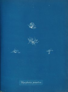 ポリシフォニア パラシチカ 1853年。 作： Anna Atkins