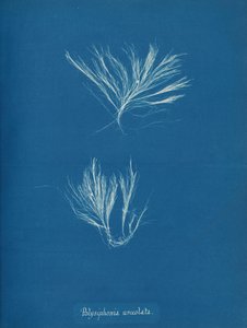 Polysiphonia urceolata、カリフォルニア州。 1853年。 作： Anna Atkins