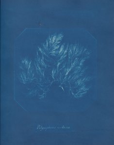 Polysiphonia violacea、カリフォルニア州。 1853年。 作： Anna Atkins