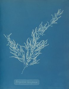 Sargassum bacciferum、カリフォルニア州。 1853年。 作： Anna Atkins