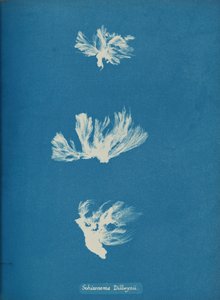 シゾネマ・ディルウィニー、カリフォルニア州。 1853年。 作： Anna Atkins