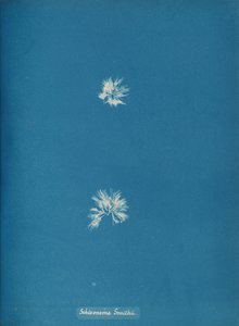 シゾネマ・スミシー、カリフォルニア州。 1853年。 作： Anna Atkins