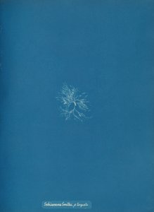 Schizonema Smithii, ß torqata, ca. 1853年。 作： Anna Atkins