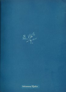 Schizonema Wyattiæ、カリフォルニア州。 1853年。 作： Anna Atkins