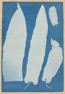 スコロペンドリウム ウルガレ 作： Anna Atkins