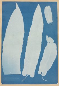 Scolopendrium Vulgare、1852-1854。 作： Anna Atkins