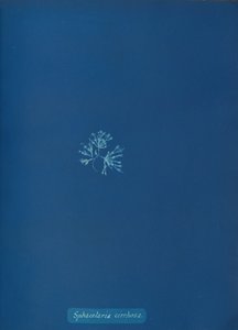 Sphacelaria cirrhosa、カリフォルニア州。 1853年。 作： Anna Atkins