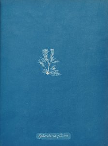 Sphacelaria filicina、カリフォルニア州。 1853年。 作： Anna Atkins