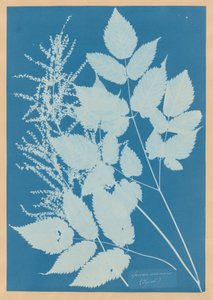 Spiraea aruncus（チロル）