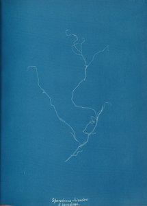 Sporochnius rhizodes ß paracloxa, ca. 1853年。 作： Anna Atkins