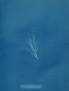 Striaria attenuata、カリフォルニア州。 1853年。 作： Anna Atkins