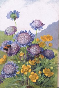キンポウゲ;ヤグルマギクと蜂、ポストカード、1940年代