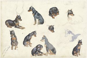 犬の研究 作： Anna Maria Kruijff