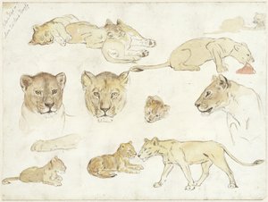 ライオンズ研究 作： Anna Maria Kruijff