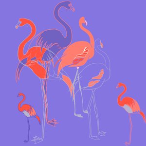 フラミンゴ