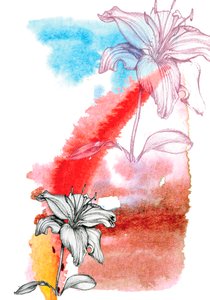 リリー 作： Anna Platts