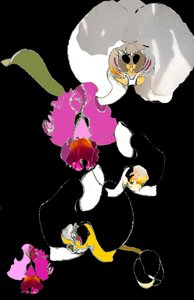 蘭 作： Anna Platts