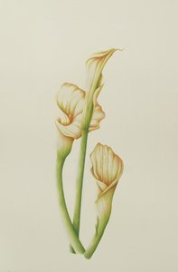 Arum Lily、2001（紙にトイレ）