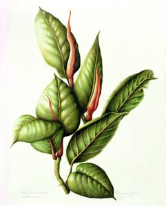 ゴム工場、1999（紙にトイレ） 作： Annabel Barrett
