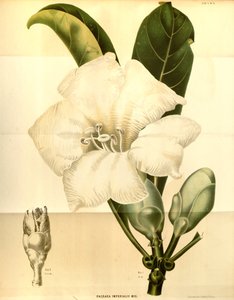 Fagraea imperialialis 作： Annales Musei botanici lugduno batavi