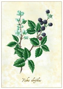 Rubus ulmifolius、2015年（ガッシュ）