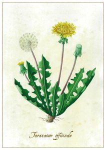 Taraxacum officinale, 2015（グワッシュ） 作： Annalisa Morrocco