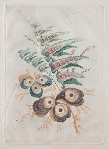デザインとペイントに使用するのに最適な花のポートフォリオの新しいスイート: フローラル ファンタジー 作： Anne Allen