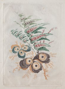 デザインと絵画に使用するのに理想的な花のポートフォリオの新しいスイート：花のファンタジー、c。 179 作： Anne Allen