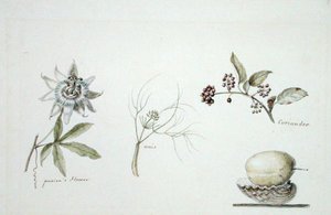 パッションの花、アニス、コリアンダー