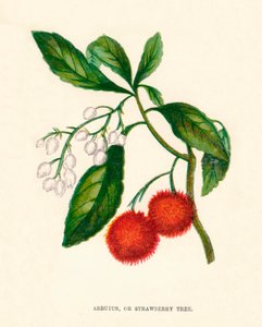 アービュートス、またはイチゴの木、c1891、1891 作： Anne Pratt