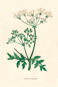 コモンヘムロック、c1891、1891