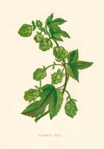 Common Hop、c1891、1891